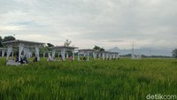 Resto Natural berada di tengah hamparan tanaman padi yang hijau. Belum lagi dari Resto Natural terlihat jelas ada Gunung Muria.