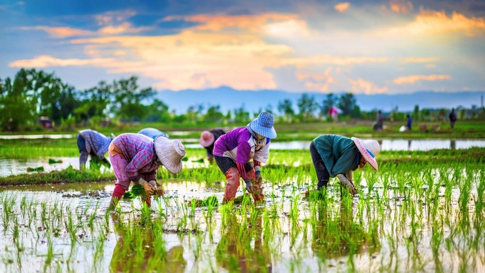 sawah