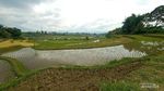 Sedang Hits, Peternakan Sapi Perah di Agam