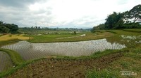 Pemandangan menuju lokasi peternakan