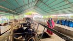 Sedang Hits, Peternakan Sapi Perah di Agam