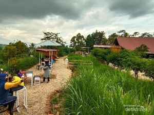 Sedang Hits, Peternakan Sapi Perah di Agam