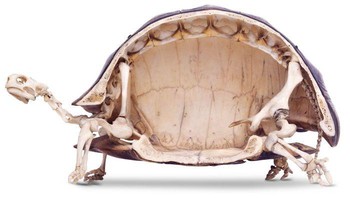 Begini bentuk rangka kura-kura dibelah dua. Foto: Bored Panda