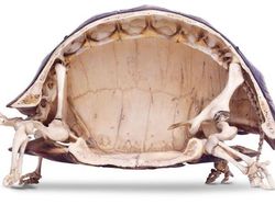 Sisi Lain Benda Sehari-hari yang Kamu Tidak Tahu