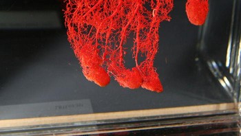 Jalur aliran darah di tangan manusia. Foto: Bored Panda