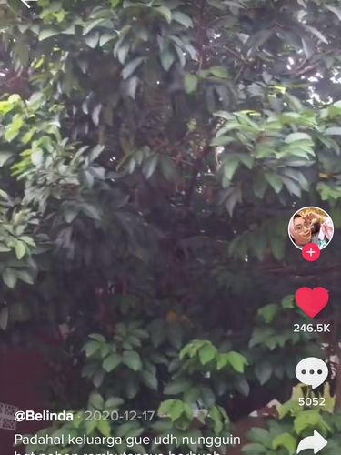 Sudah Siap Panen, Wanita Ini Kesal Buah Rambutannya Hilang Dicuri Tetangga