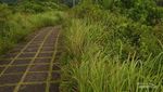 Treking Sambil Nikmati Alam di Bukit Campuhan, Bisa!