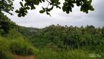 Treking Sambil Nikmati Alam di Bukit Campuhan, Bisa!