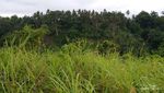 Treking Sambil Nikmati Alam di Bukit Campuhan, Bisa!