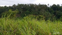 Ilalang menjulang tinggi di Bukit Campuhan, Ubud, Bali