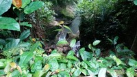 Jalur trek di sekitar Bukit Campuhan, Ubud, Bali