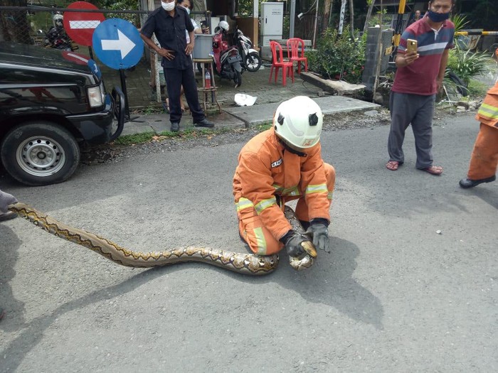 Damkar Surabaya hari ini menangkap dua ular sanca dari lokasi berbeda. Ular tersebut sembunyi di gorong-gorong hingga ada yang masuk kap mobil.