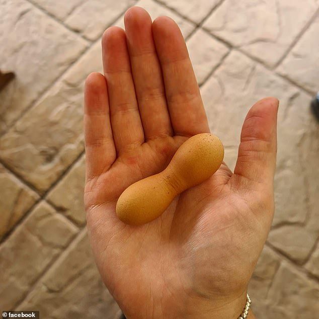 Viral Telur Ayam dengan Kulit Bergelombang, Apa Aman Dimakan?