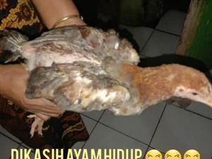 Bansos Ayam Hidup di Cianjur, Pemprov Jabar: Dinsos Cek ke Lapangan