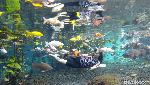 Foto: Asyik Selfie Underwater Bareng Ikan di Lumajang