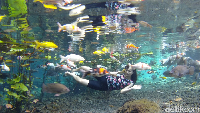 Di objek wisata Tirtosari ini, traveler bisa mandi di kolam air yang jernih. Ainya bersumber langsung dari pegunungan tertinggi di pulau Jawa, yakni Gunung Semeru lho.
