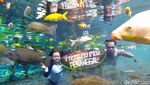 Foto: Asyik Selfie Underwater Bareng Ikan di Lumajang