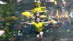 Foto: Asyik Selfie Underwater Bareng Ikan di Lumajang