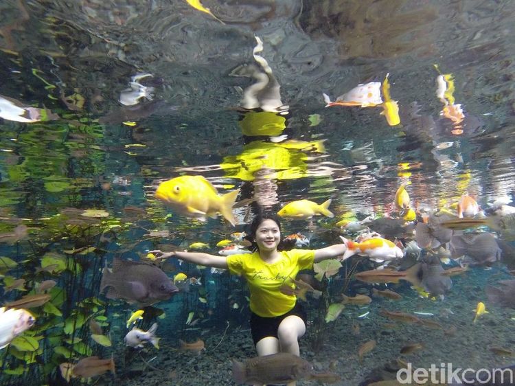 Foto: Asyik Selfie Underwater Bareng Ikan di Lumajang