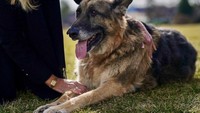 Champ dan Major adalah anjing berjenis German Shepherds. 
