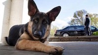 Adapun nama anjing-anjing ini adalah Champ dan Major.