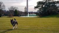Anjing Presiden Joe Biden secara resmi ikut pindah ke Gedung Putih.