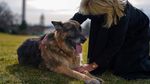 Momen Anjing Peliharaan Joe Biden Pindah ke Gedung Putih