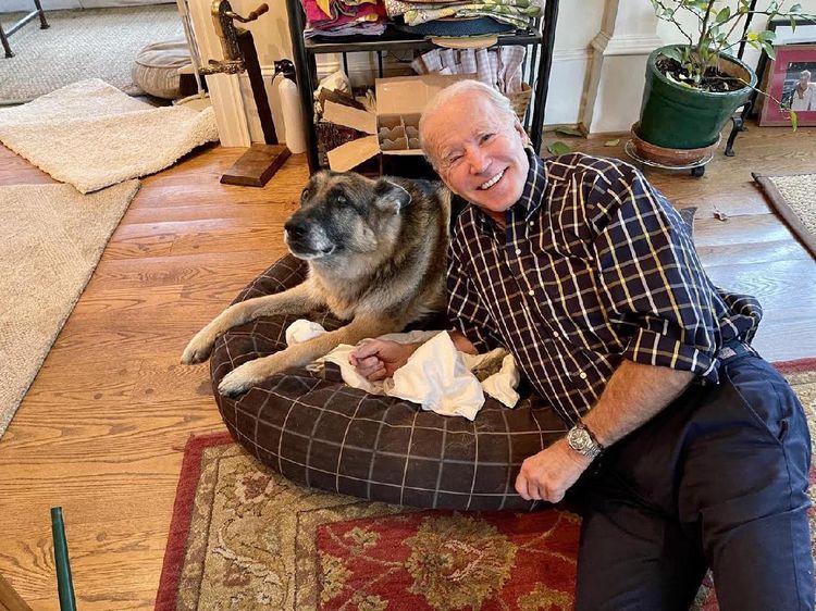 Momen Anjing Peliharaan Joe Biden Pindah ke Gedung Putih
