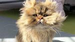 Potret Barnaby, Kucing yang Selalu Mengantuk