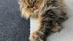 Potret Barnaby, Kucing yang Selalu Mengantuk