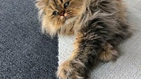 Ternyata wajah Bernaby mendukung kebiasaannya. Kata sang pemiliki, kucing ini sangat suka tidur dengan durasi yang lama.
