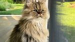 Potret Barnaby, Kucing yang Selalu Mengantuk