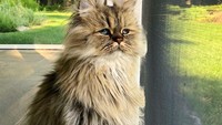 Wajahnya yang selalu seperti mengantuk membuat Bernaby menjadi seekor kucing yang unik dan tentu juga menggemaskan.