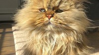 Kucing ras Persia ini berumur 5 bulan.