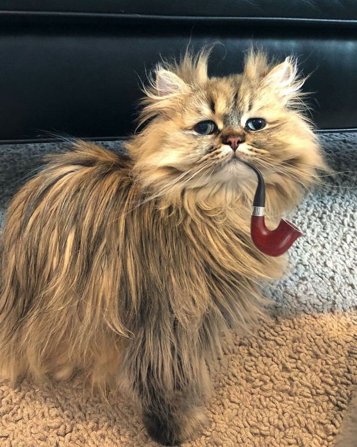 Barnaby si kucing Barnaby si kucing