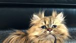 Potret Barnaby, Kucing yang Selalu Mengantuk