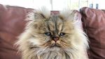 Potret Barnaby, Kucing yang Selalu Mengantuk