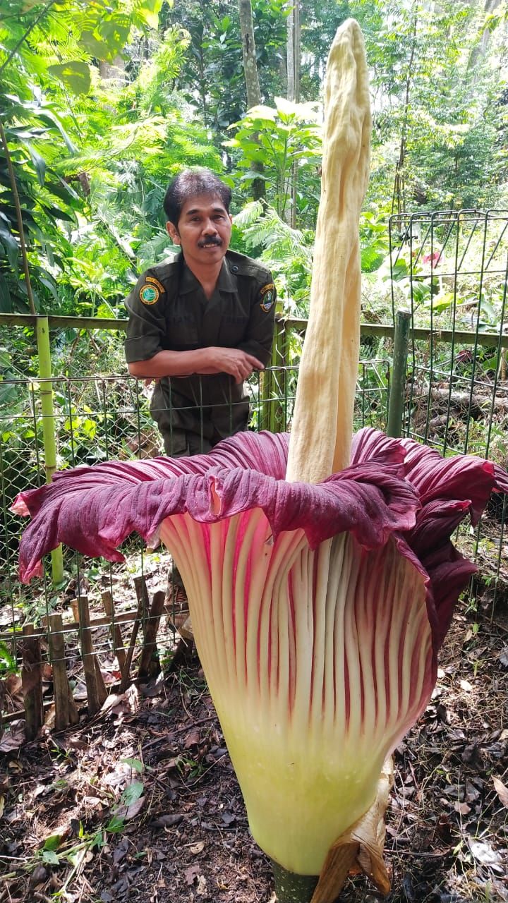 Bunga Bangkai Mekar di Tahura Djuanda Bandung