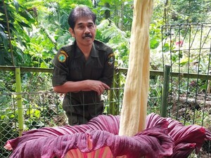 Bunga Bangkai Raksasa Mekar di Tahura Djuanda Bandung