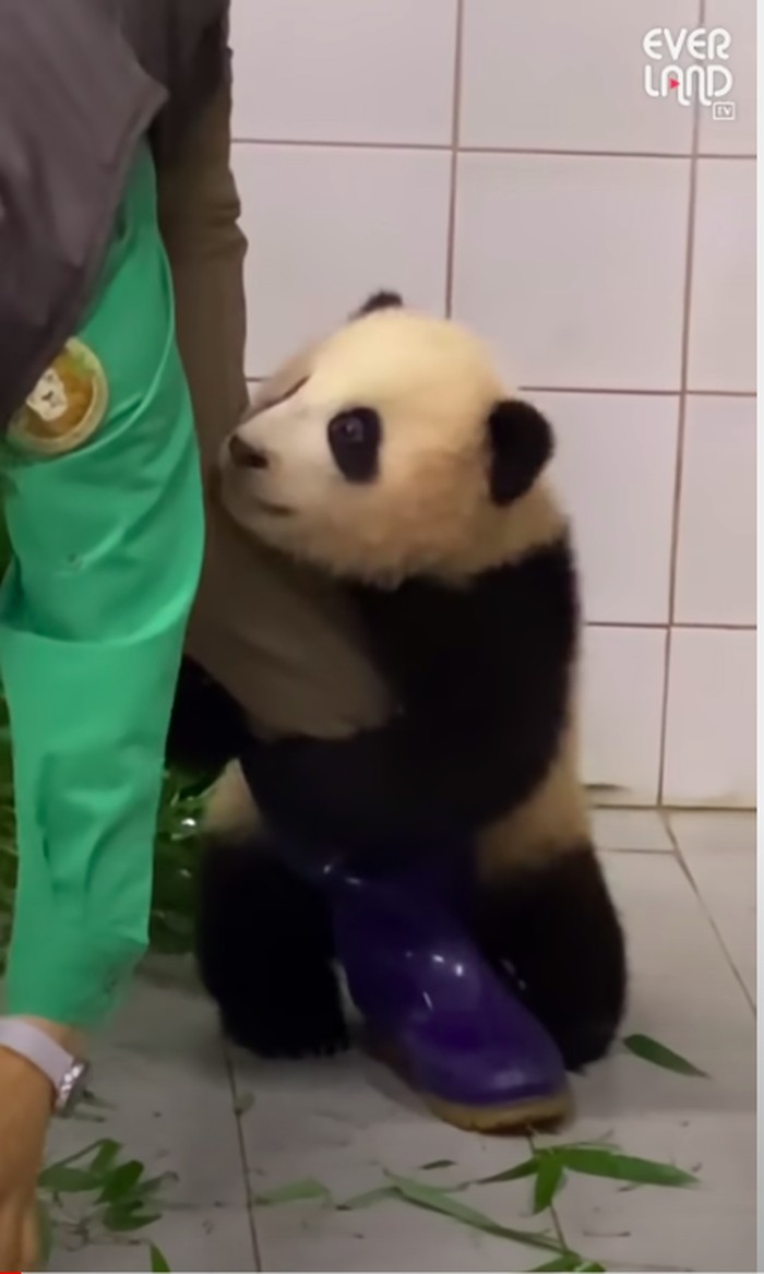 Fu Bao