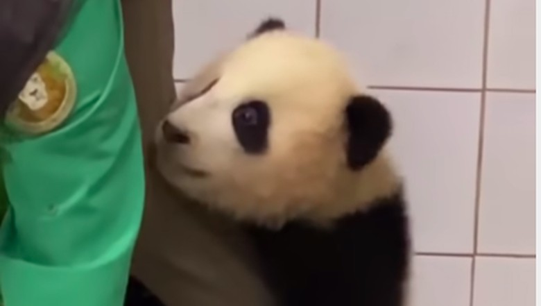 Fu Bao Fu Bao