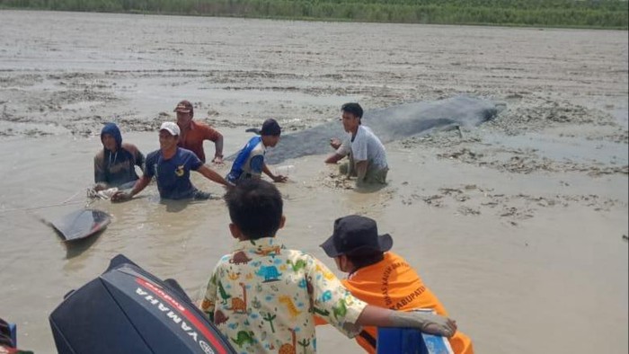 Paus terdampar di dekat sungai di Sumsel (dok. Istimewa)