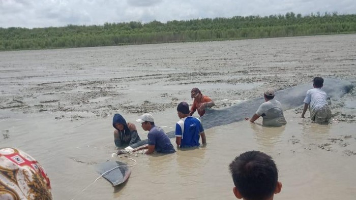 Paus terdampar di dekat sungai di Sumsel (dok. Istimewa)