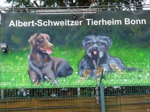 Permintaan Kucing dan Anjing di Jerman Meningkat Pesat di Masa Pandemi