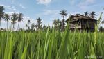 Hijau Asri Sawah Mangaran yang Instagramable Banget di Banyuwangi