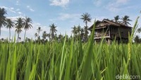 Hijaunya hamparan sawah berdapu dengan langit biru serta latar belakang Gunung Baluran plus sebuah bangunan kayu menjadi data tariknya.