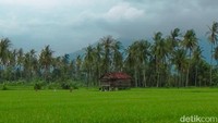 Sawah Mangaran mendadak hit di kalangan wisatawan lokal Banyuwangi.