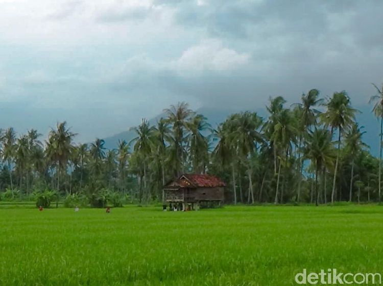 Hijau Asri Sawah Mangaran yang Instagramable Banget di Banyuwangi
