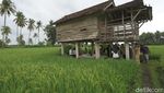 Hijau Asri Sawah Mangaran yang Instagramable Banget di Banyuwangi