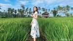 Hijau Asri Sawah Mangaran yang Instagramable Banget di Banyuwangi
